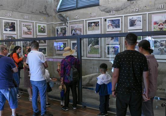 2021年5月5日，游客探望“猪坚强”。“猪坚强之家”的墙上贴着它获救后每一年的照片。